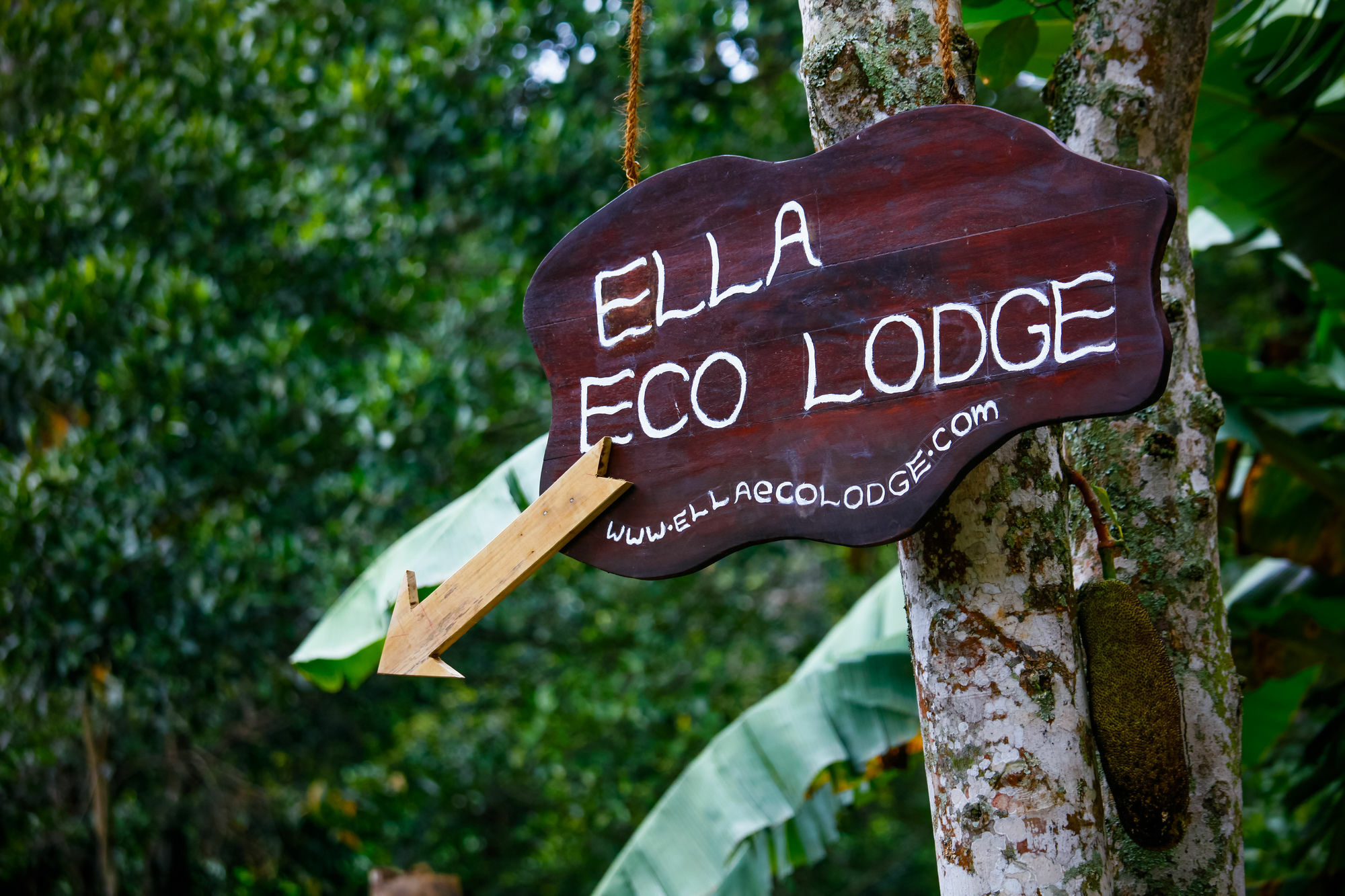 Ella Ecolodge Dış mekan fotoğraf